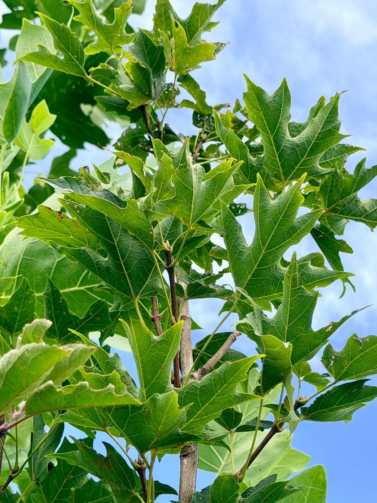Acer saccharum 'Fall Fiesta' (Sugar Maple) Tree