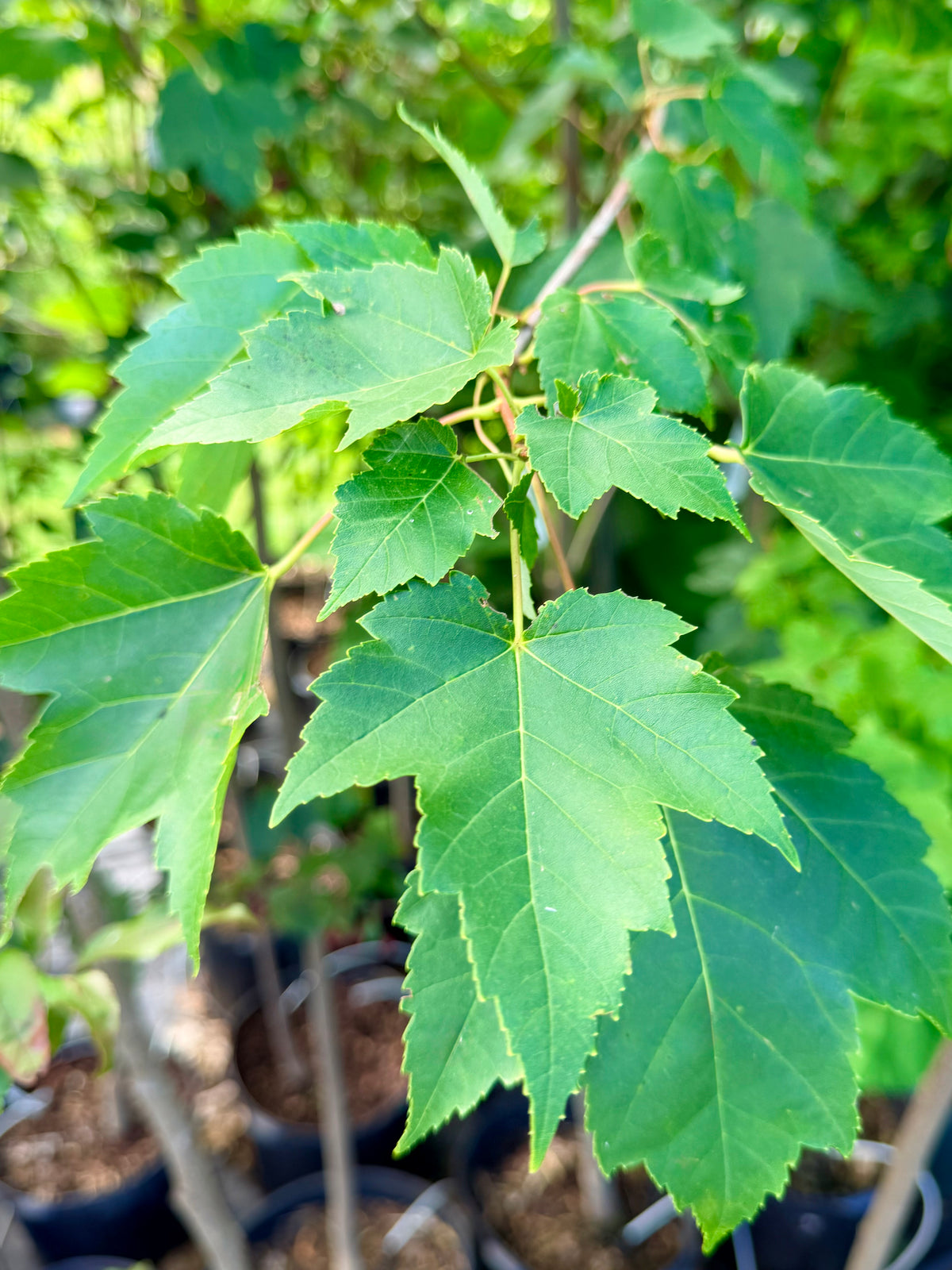 Acer rubrum 'Red Sunset' (Red Maple) Tree