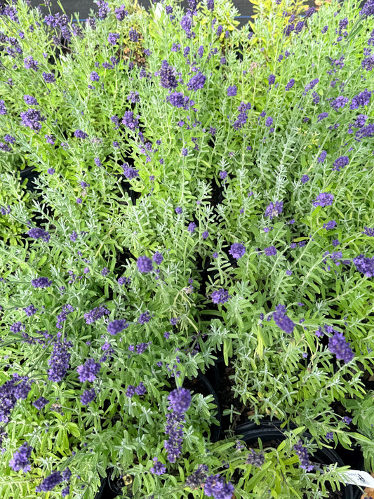 Lavandula angustifolia 'SuperBlue' (Lavender)