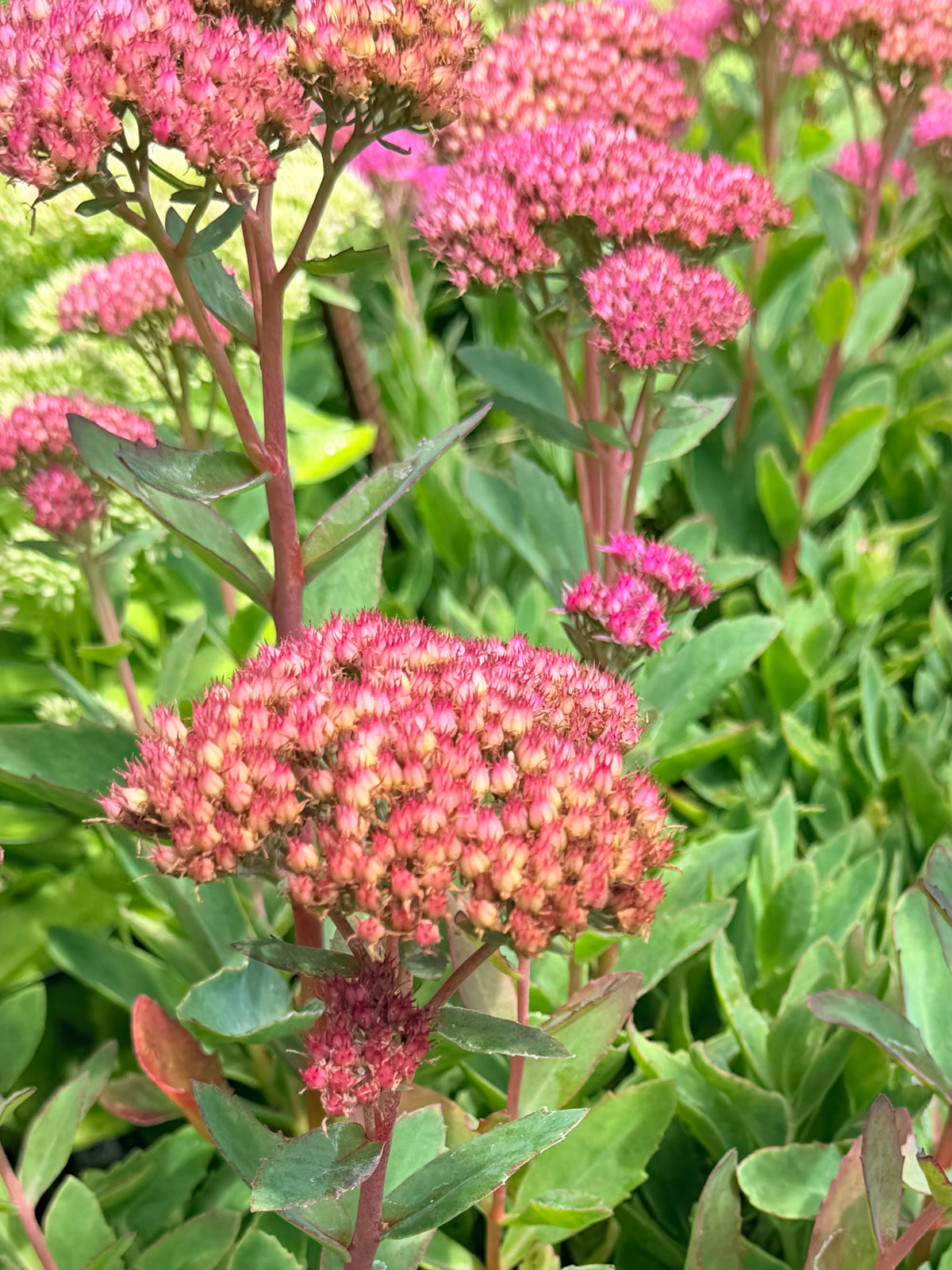 Sedum x `Abbey Dore'