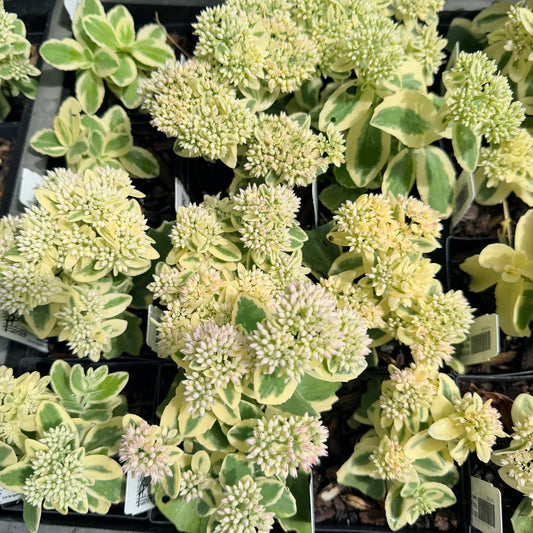 Sedum 'Frosted Fire'