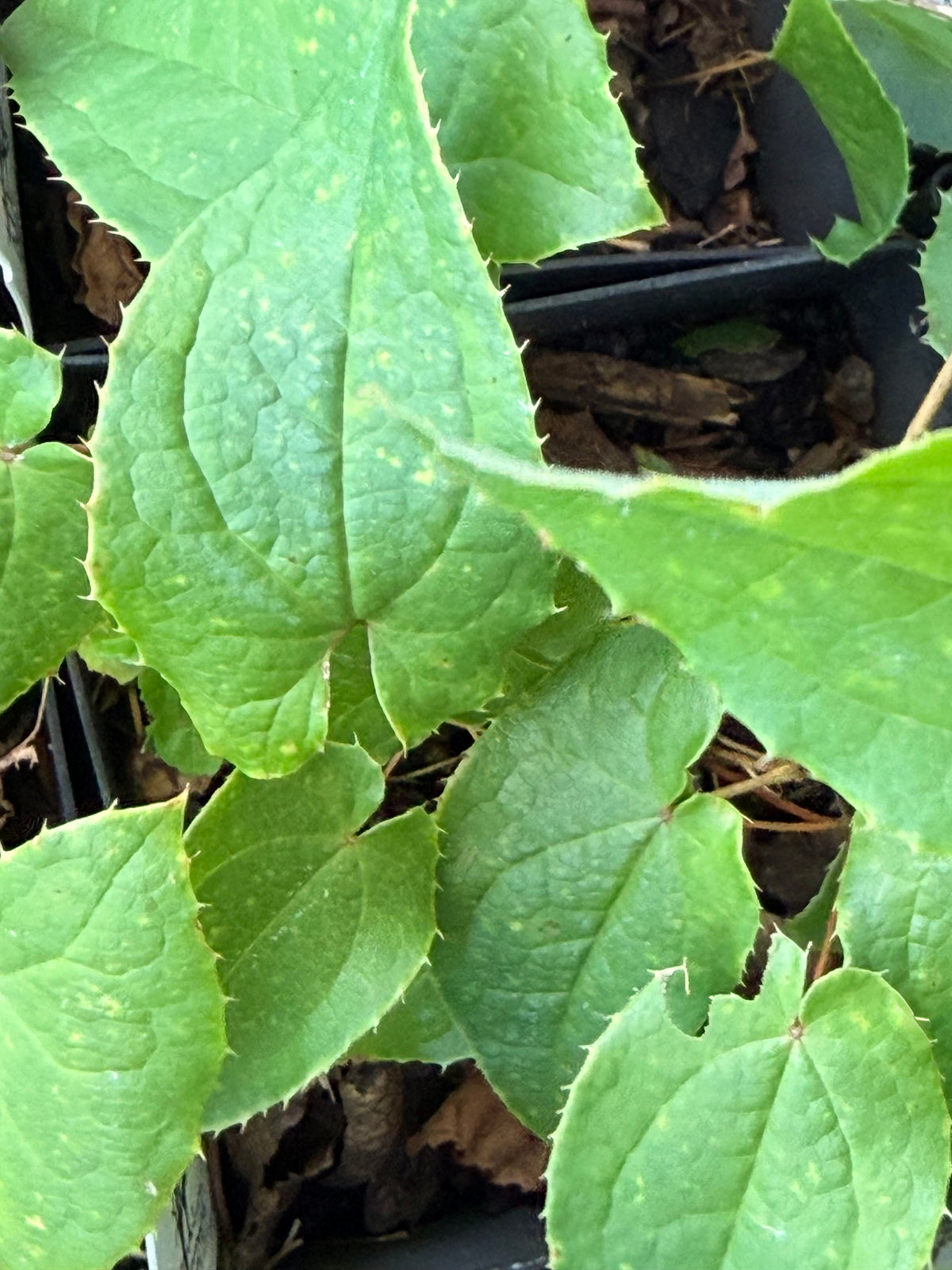 Epimedium x 'Fire Dragon'