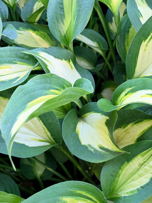 Hosta 'Smash Hit'
