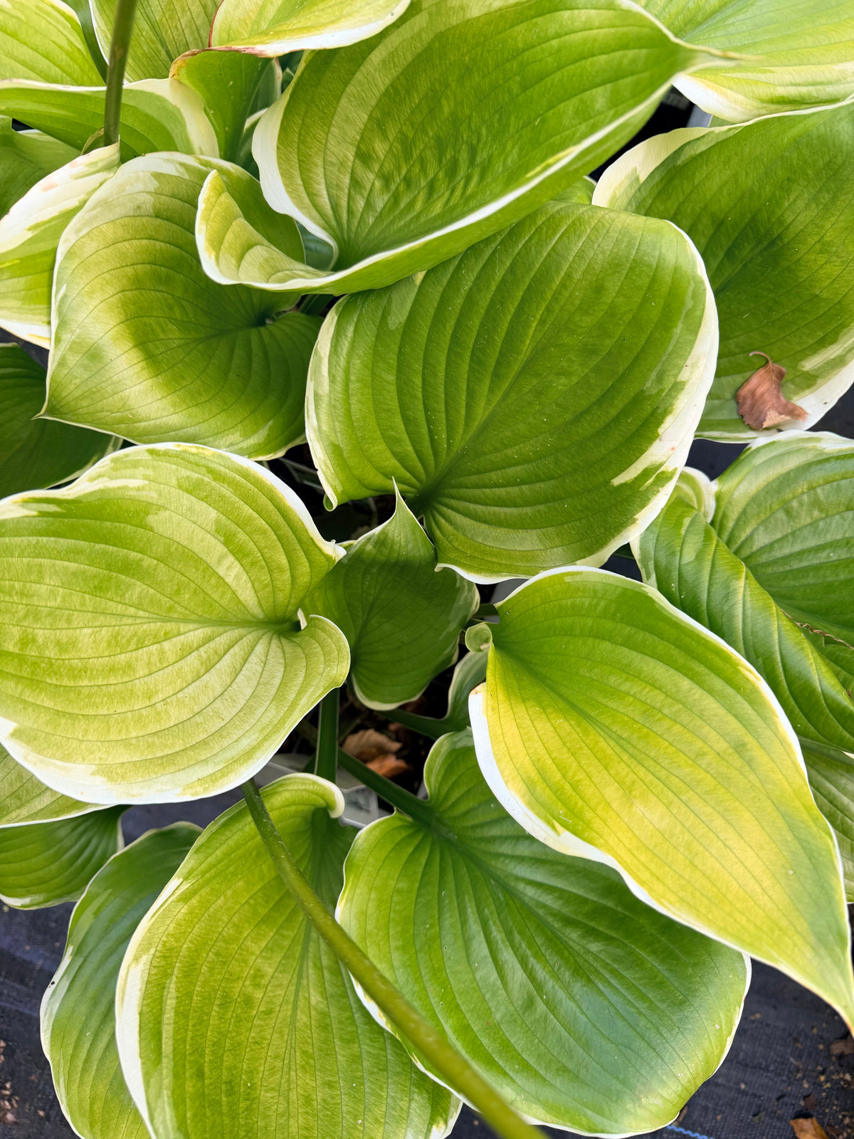 Hosta 'Winter Snow'