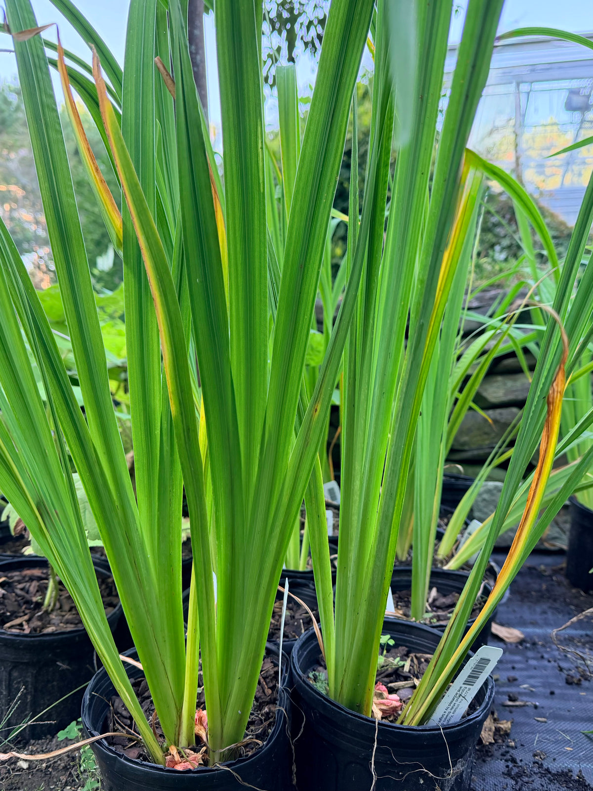 Iris ensata 'Kogesho'