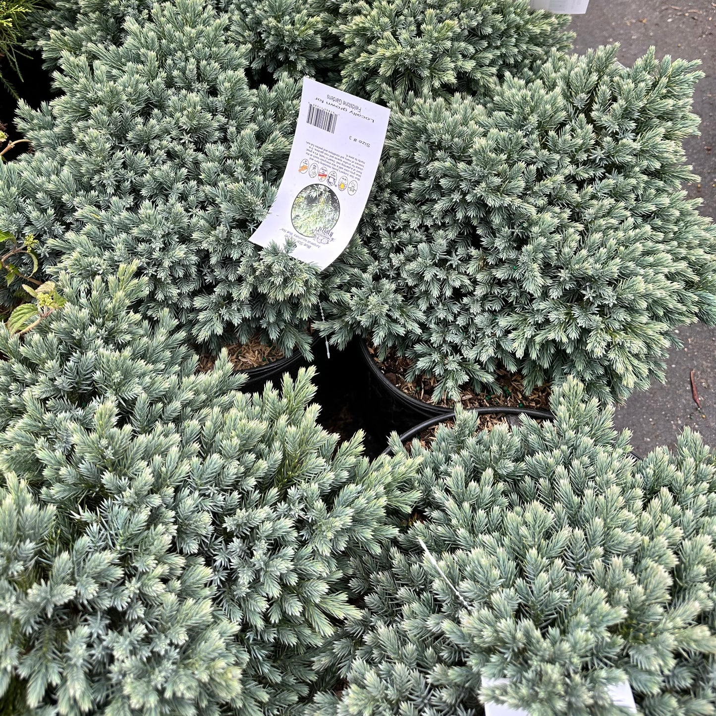 Juniperus squamata 'Blue Star'