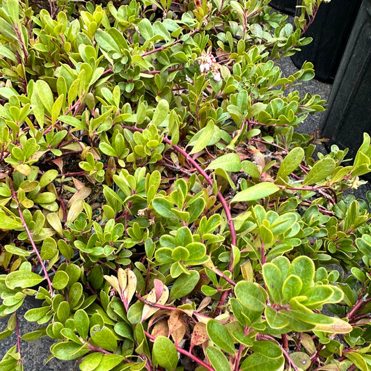 Arctostaphylos uva-ursi