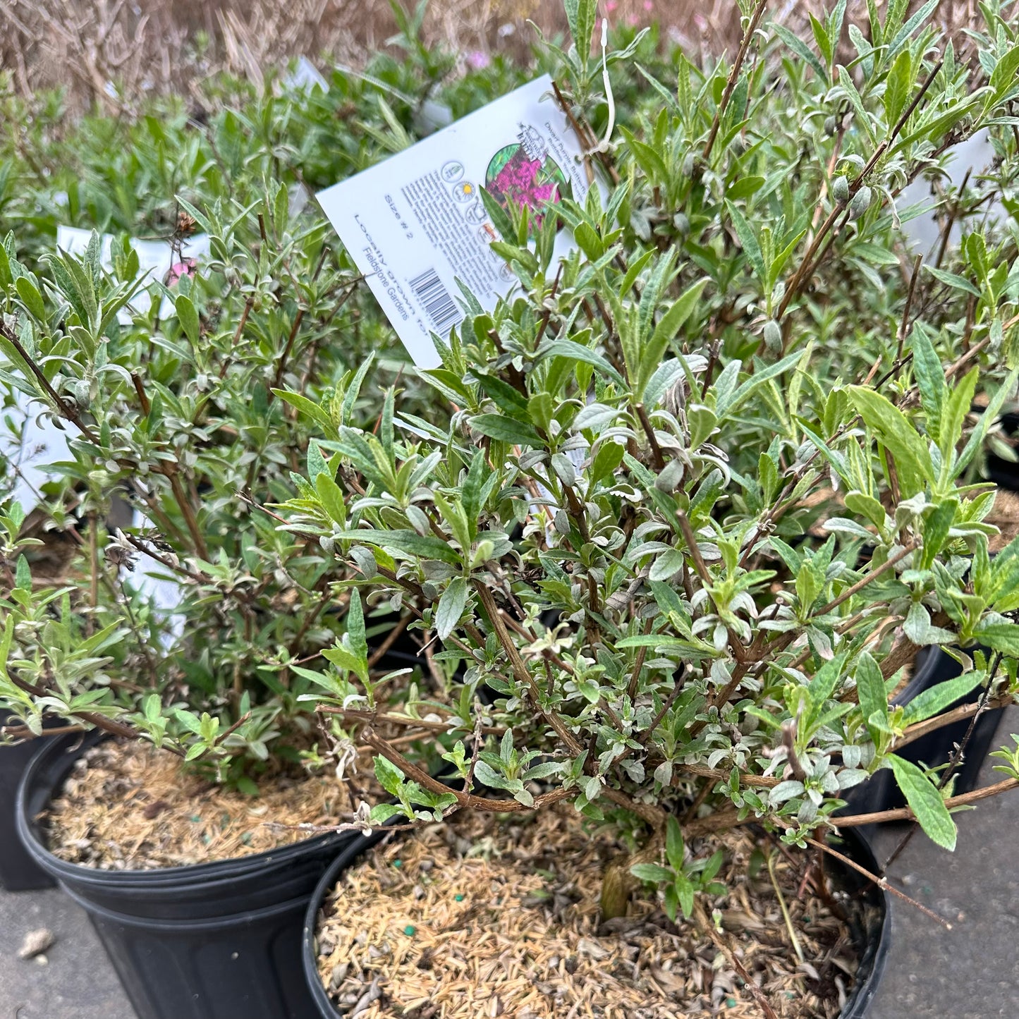 Buddleia x 'Nanho Purple'