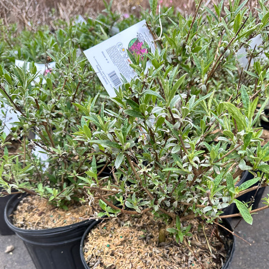 Buddleia x 'Nanho Purple'