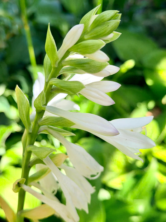 Hosta 'Royal Standard'