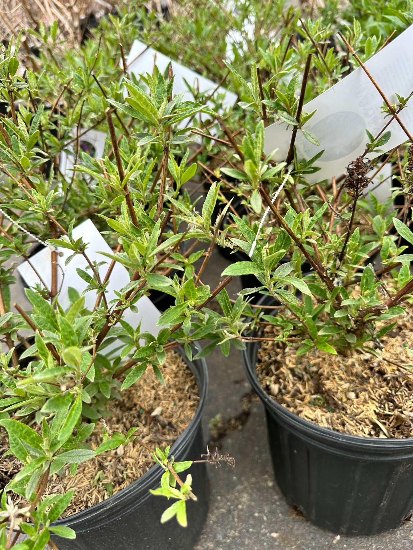 Buddleia 'Black Knight'