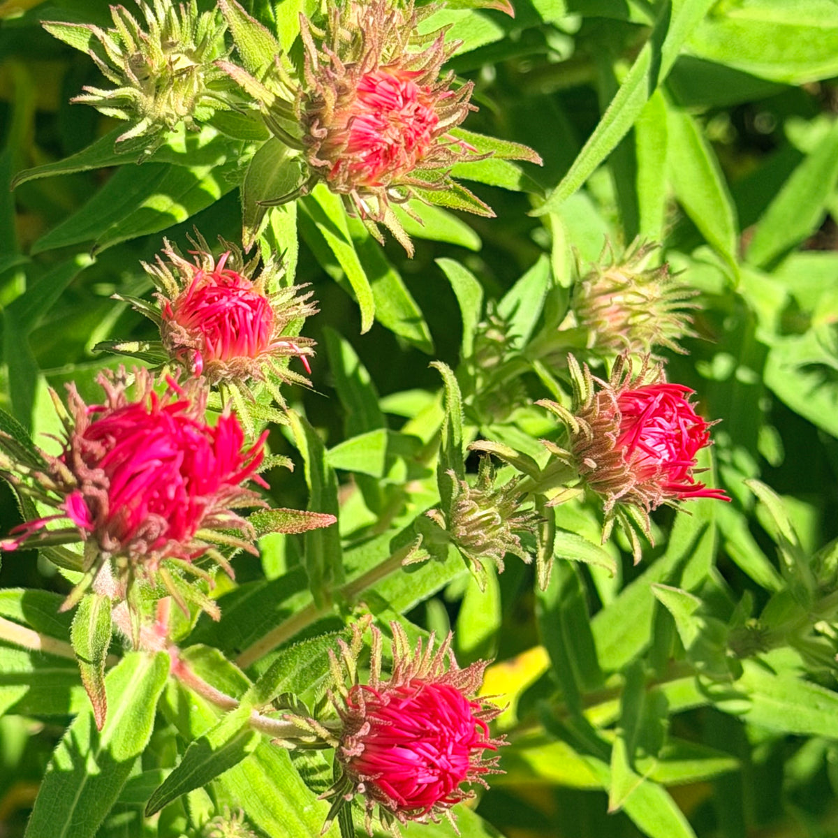 Aster novae-angliae 'Alma Potschke'