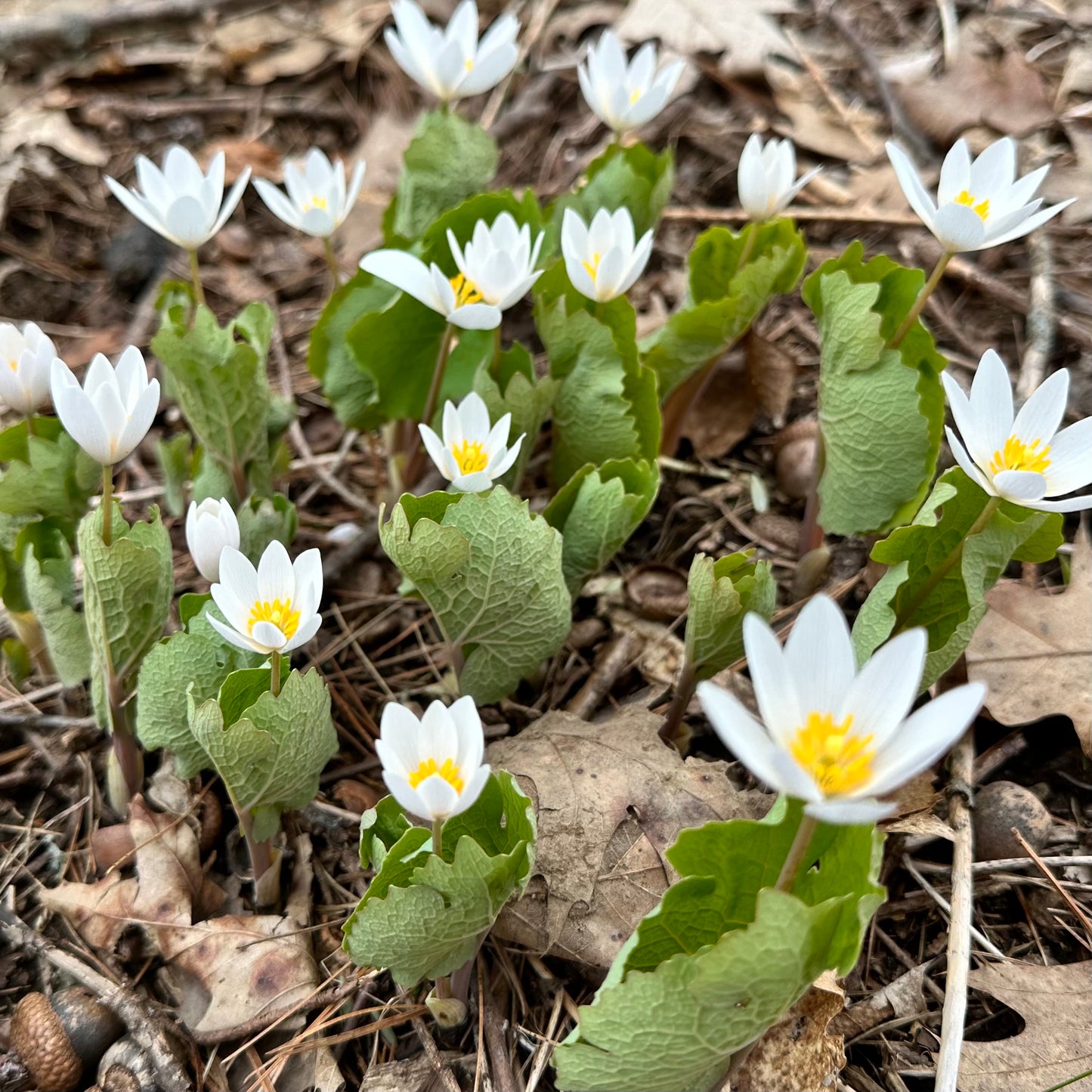 Sanguinaria canadensis