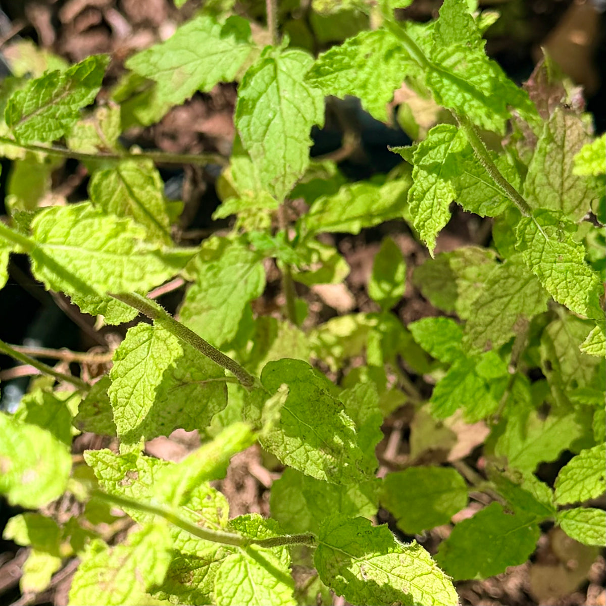 Mentha spicata 'Strawberry Mint'