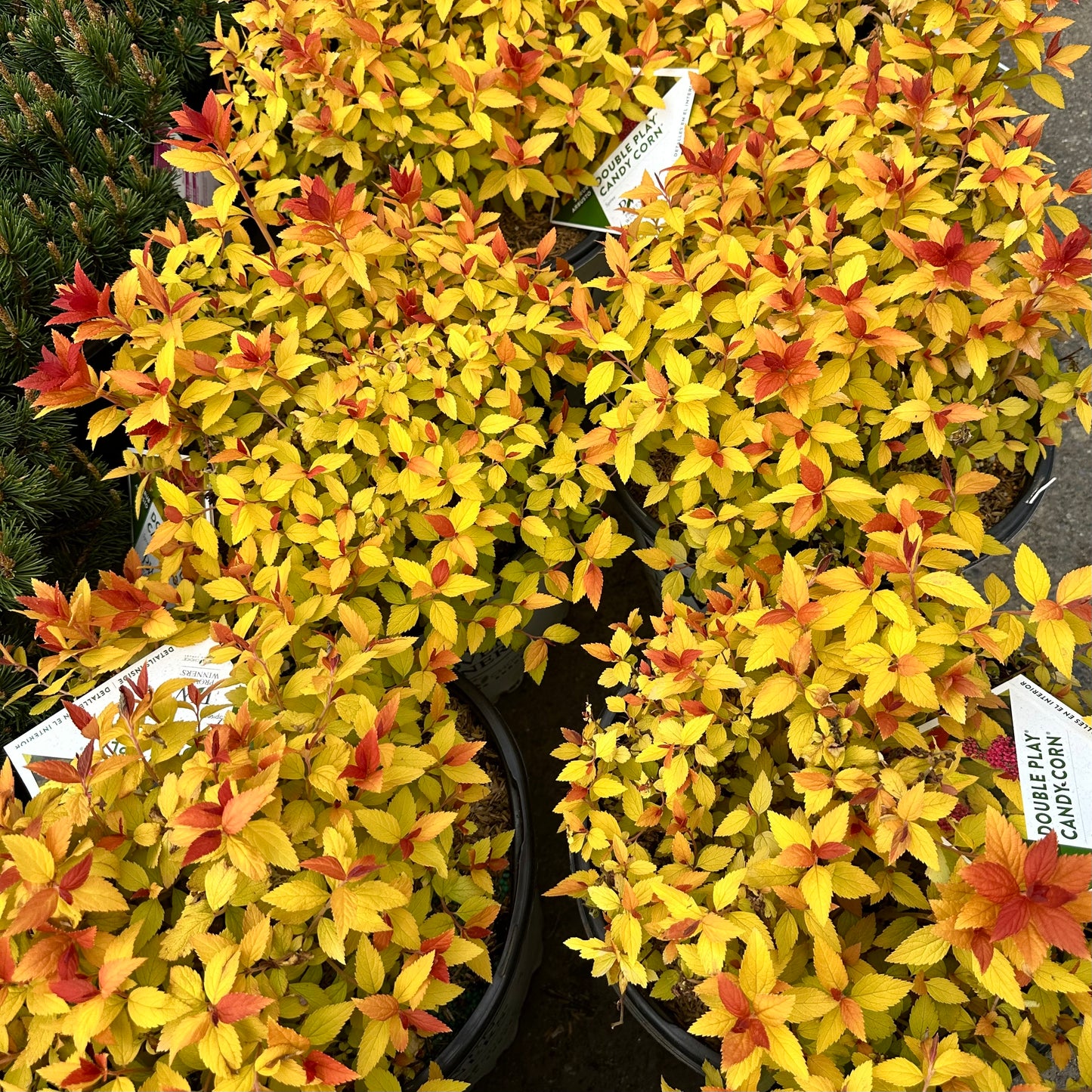 Spiraea Double Play 'Candy Corn'