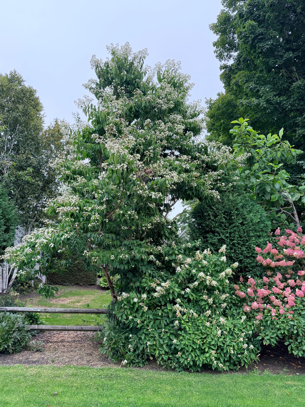 Heptacodium miconioides 'Temple of Bloom' - Seven Son Flower