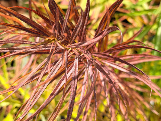 Amsonia hubrichtii