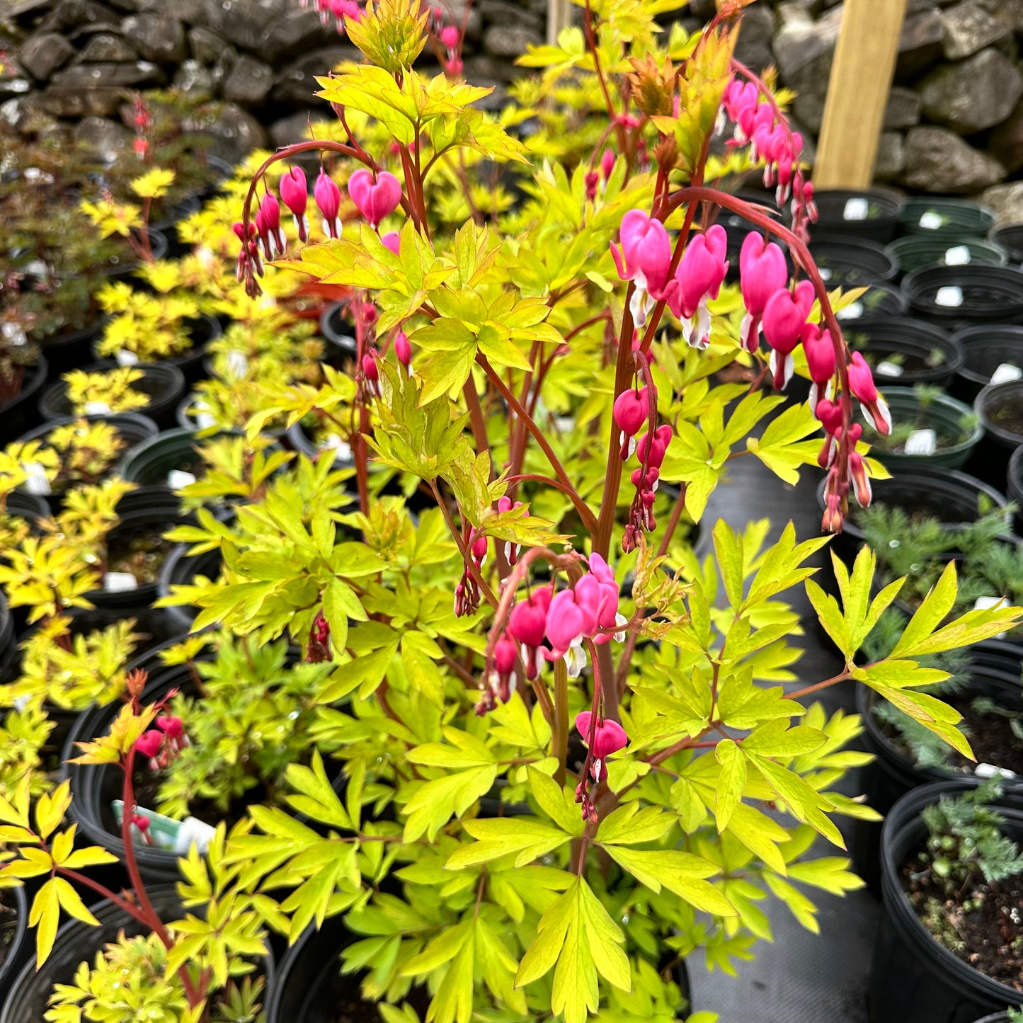 Dicentra spectabilis 'Gold Heart'