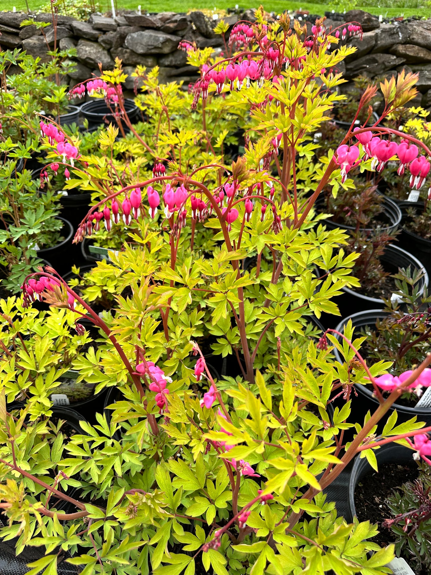 Dicentra spectabilis 'Yellow Leaf'