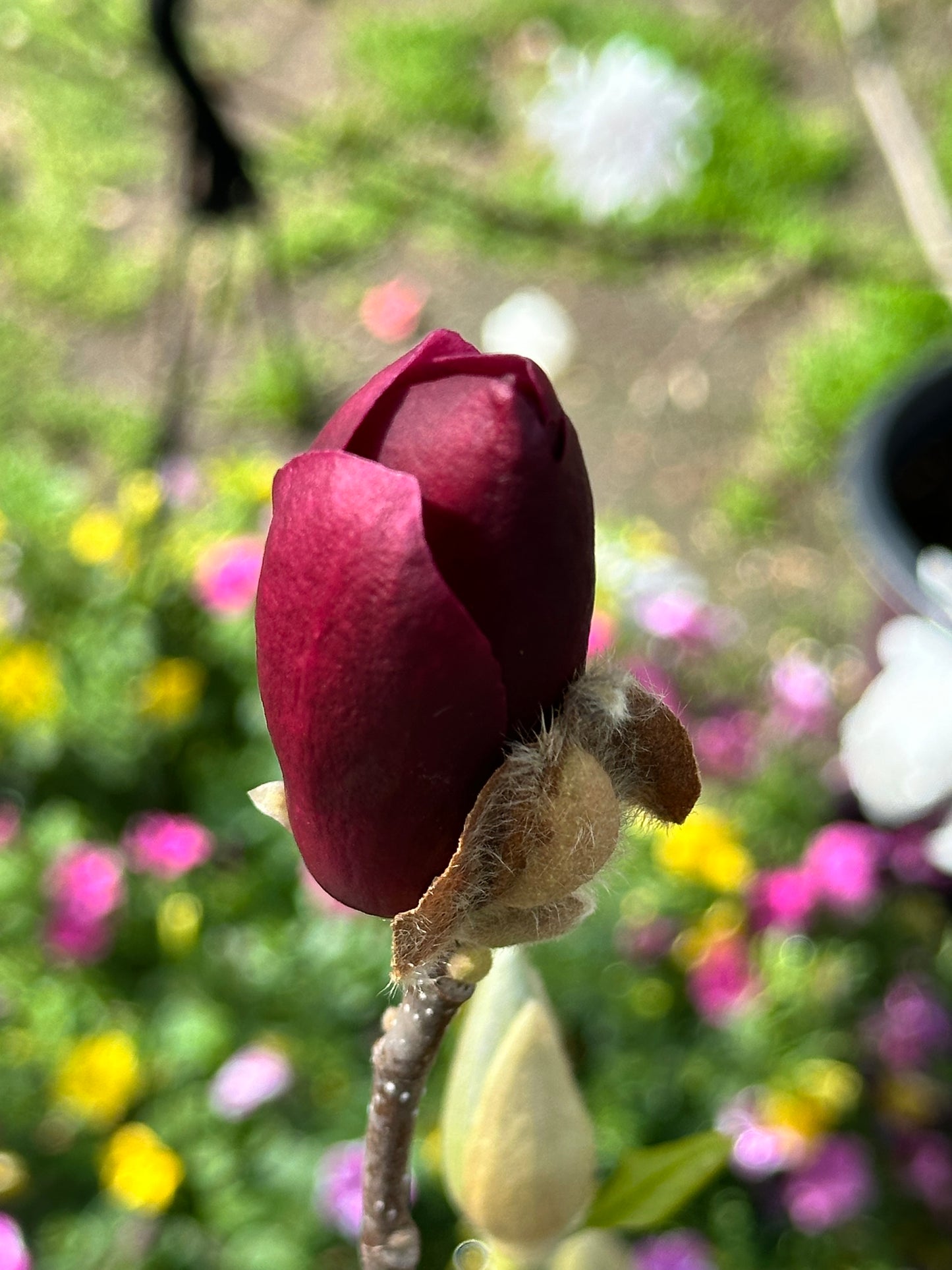 Magnolia 'Tinkerbelle' -