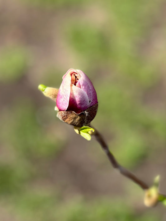 Magnolia x 'Cameo'