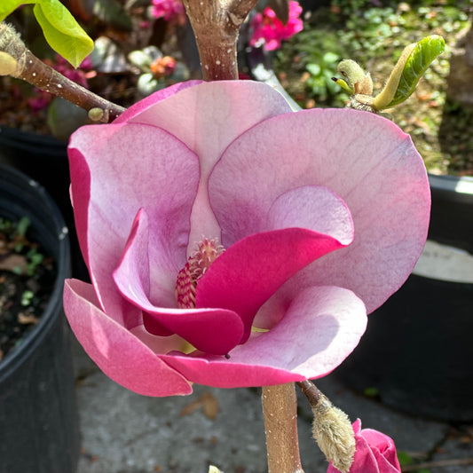 Magnolia x 'Cameo'