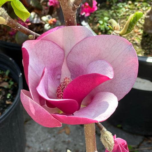 Magnolia 'Cameo' -