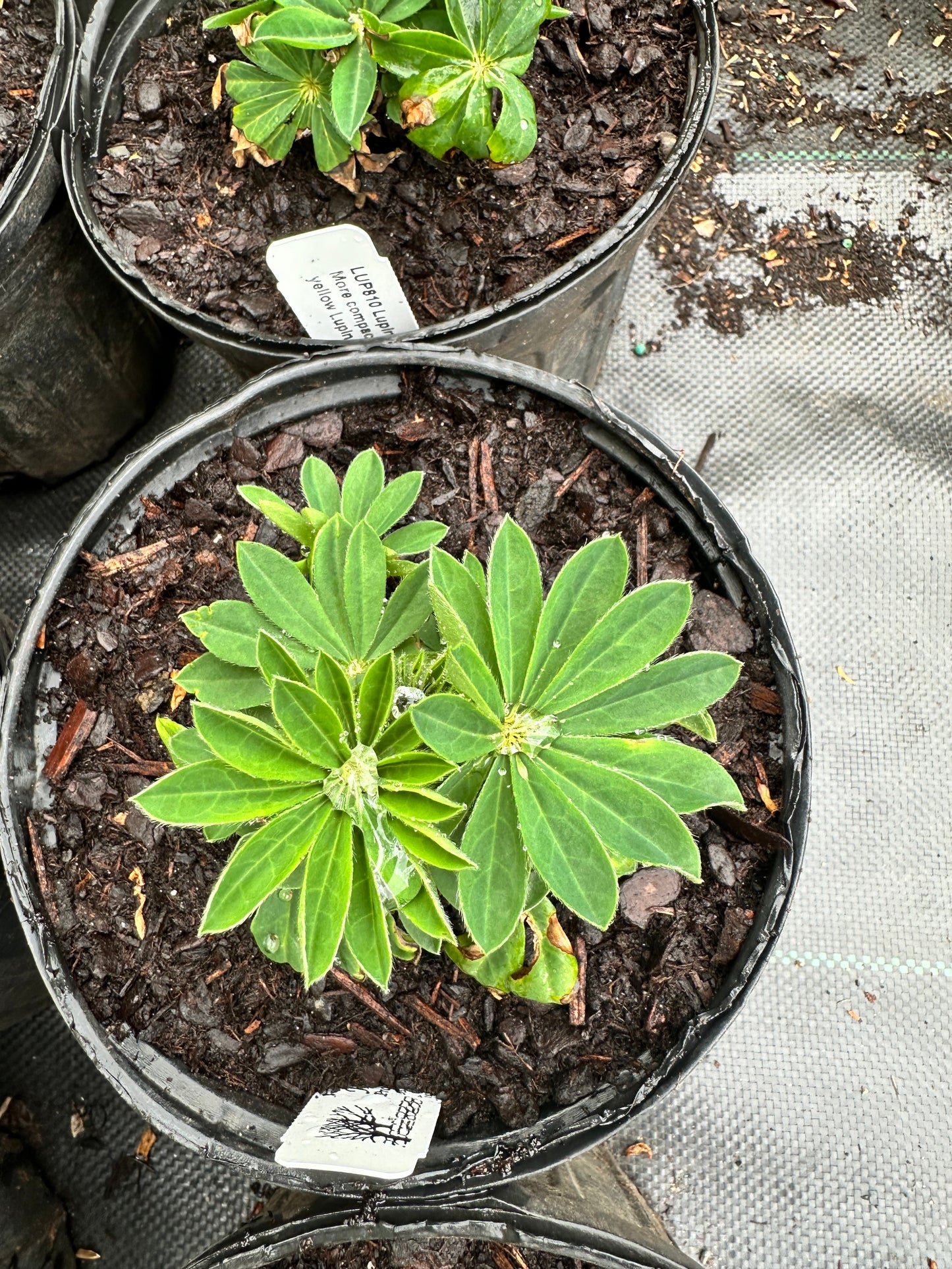 Lupinus polyphyllus 'Mini Gallery Yellow'