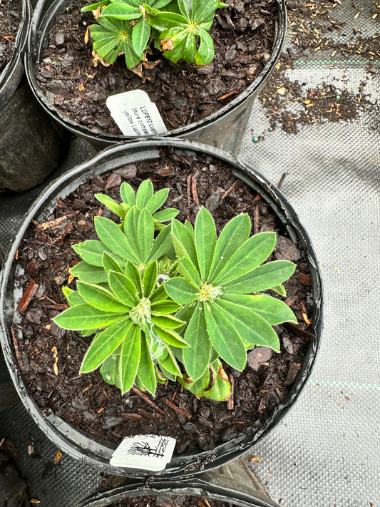 Lupinus polyphyllus 'Mini Gallery Yellow'
