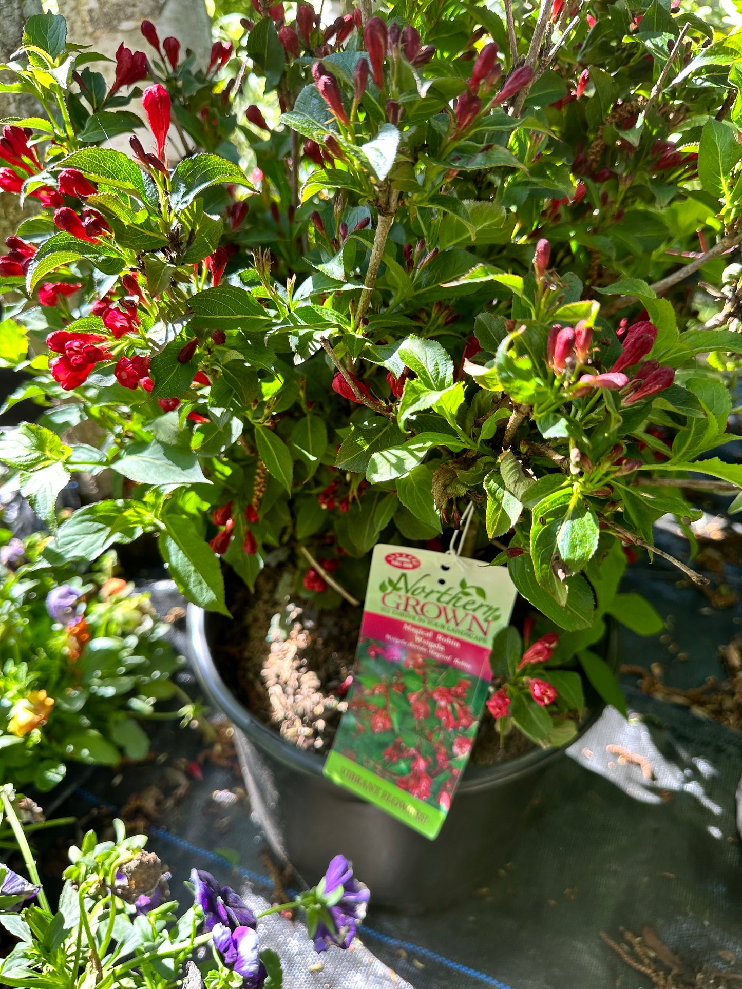 Weigela florida 'Magical® Robin'