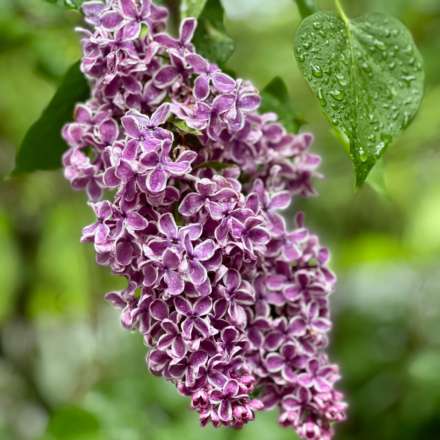 Syringa vulgaris 'Sensation' - Lilac