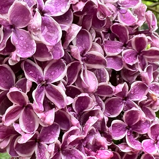 Syringa vulgaris 'Sensation' - Lilac
