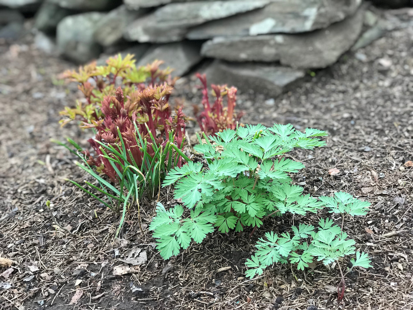 Dicentra cucullaria (Dutchman's Breeches)