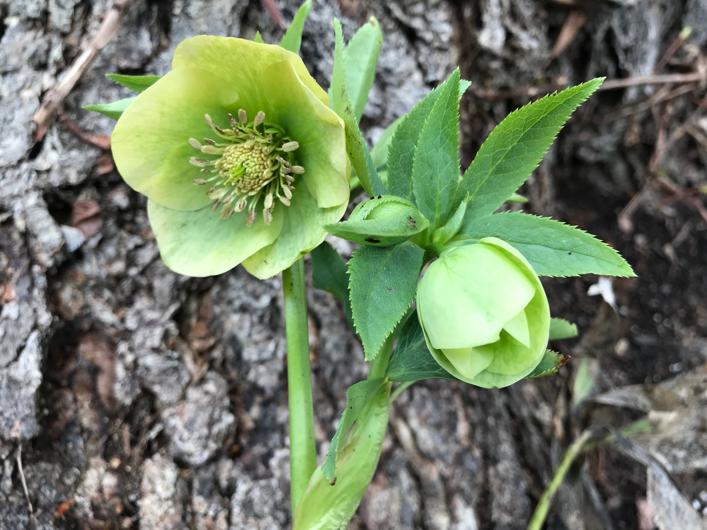 Helleborus orientalis 'Yellow Lady'