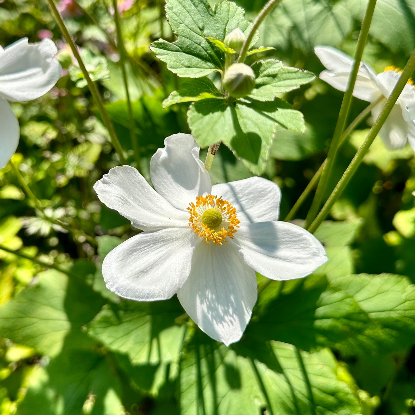 white flower