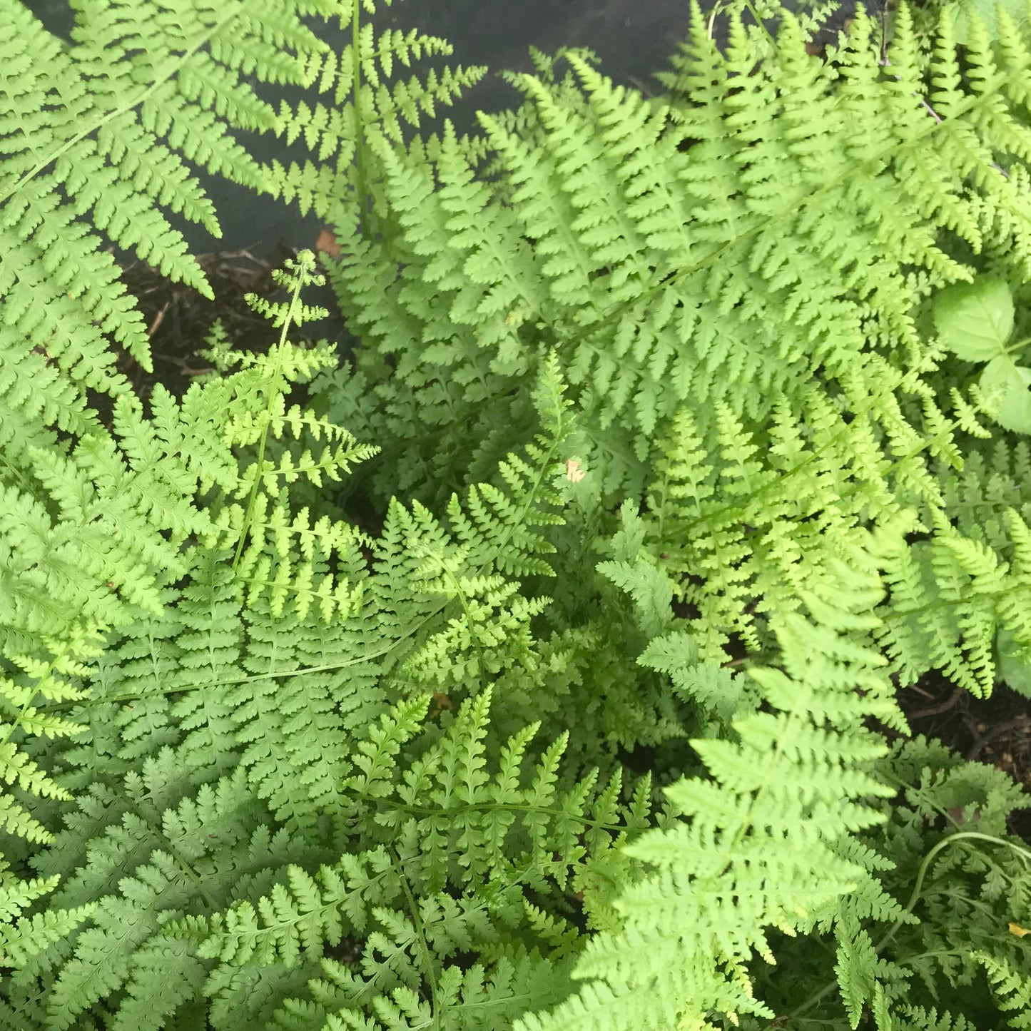 Wild Sods