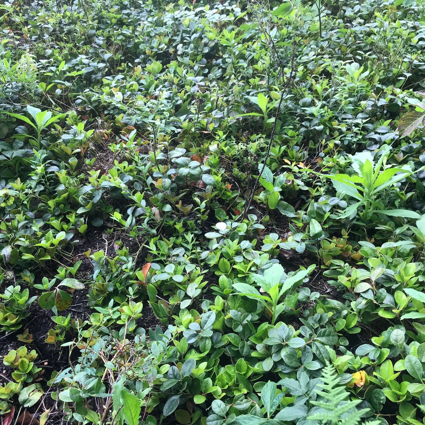 Wild Sods