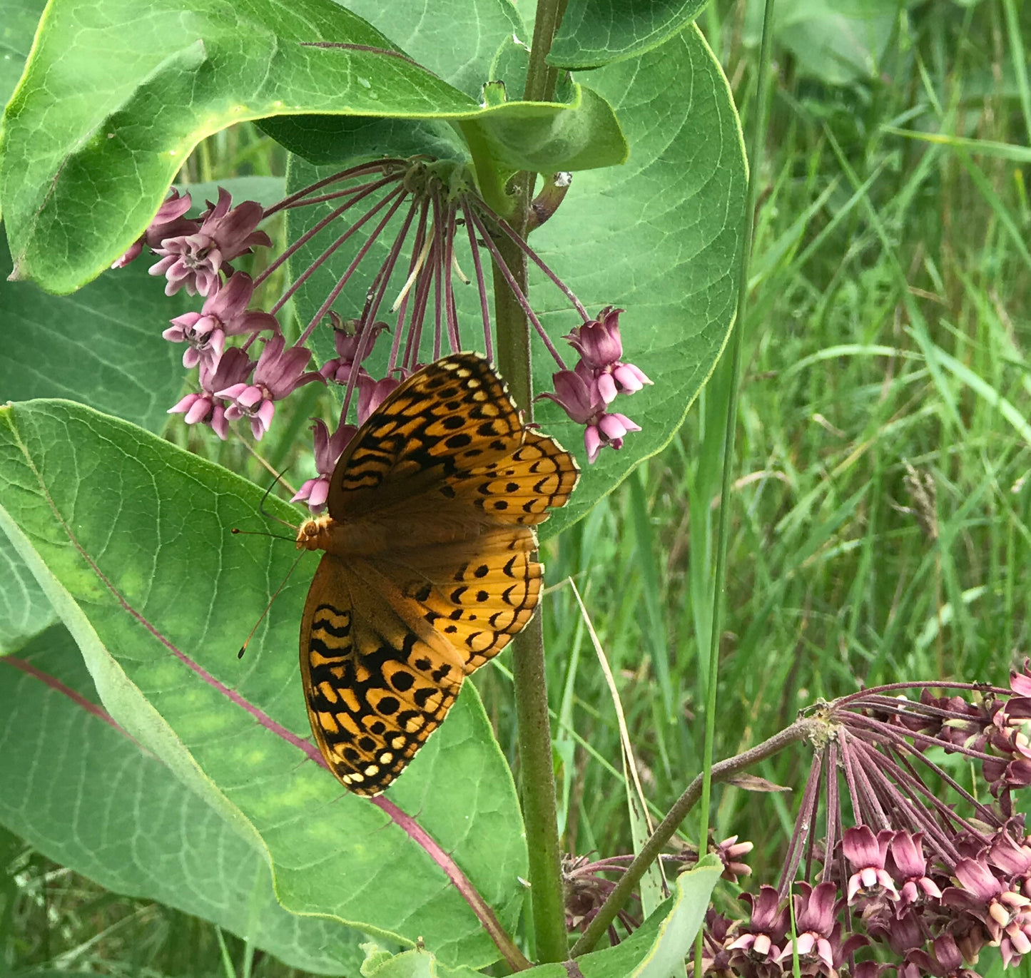 Asclepias syriaca (Common Milkweed)