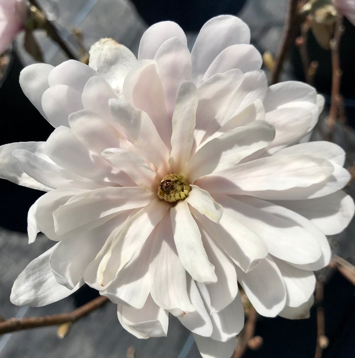 Magnolia stellata 'Centennial Blush'