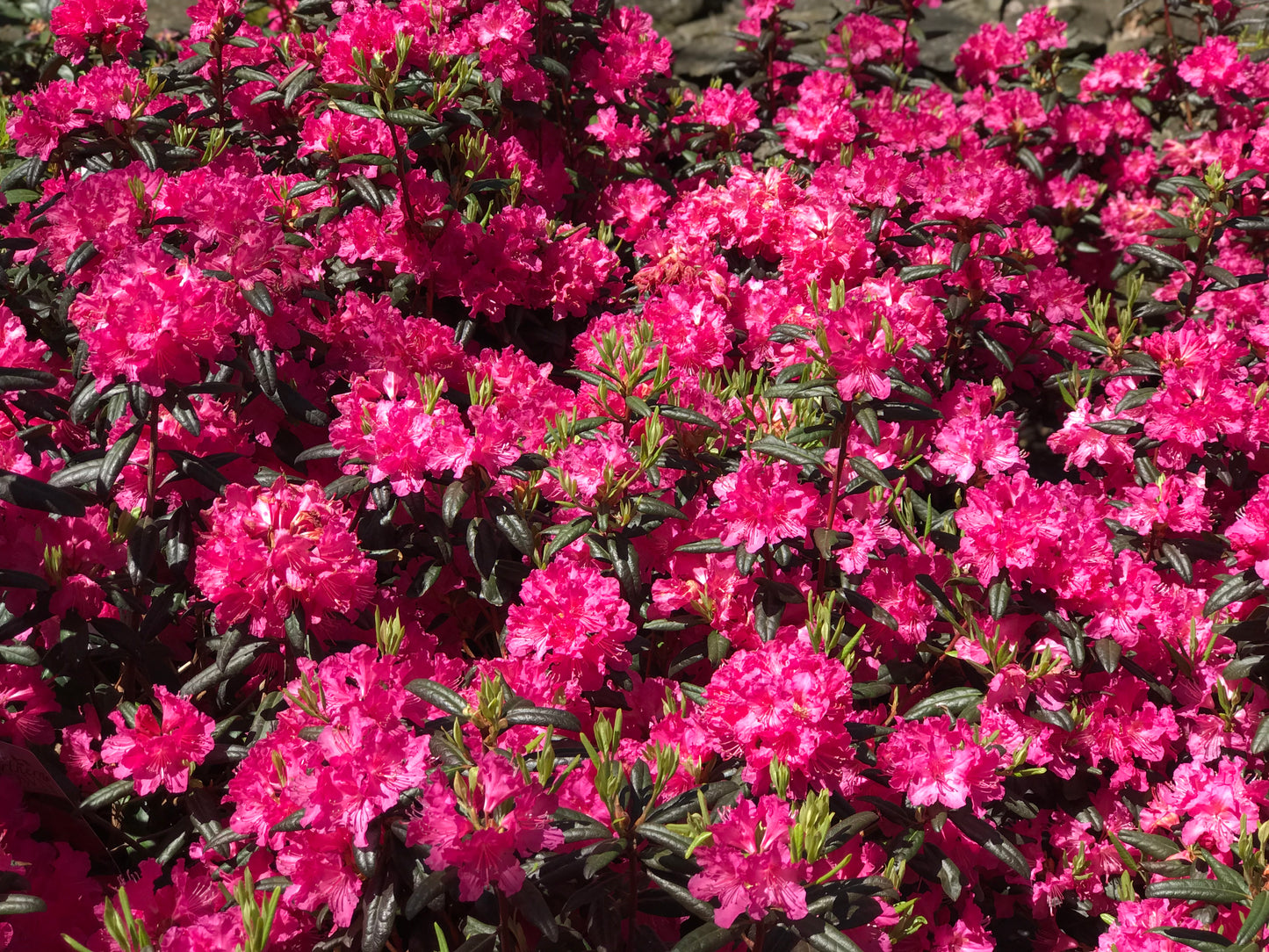 Rhododendron 'Landmark' -