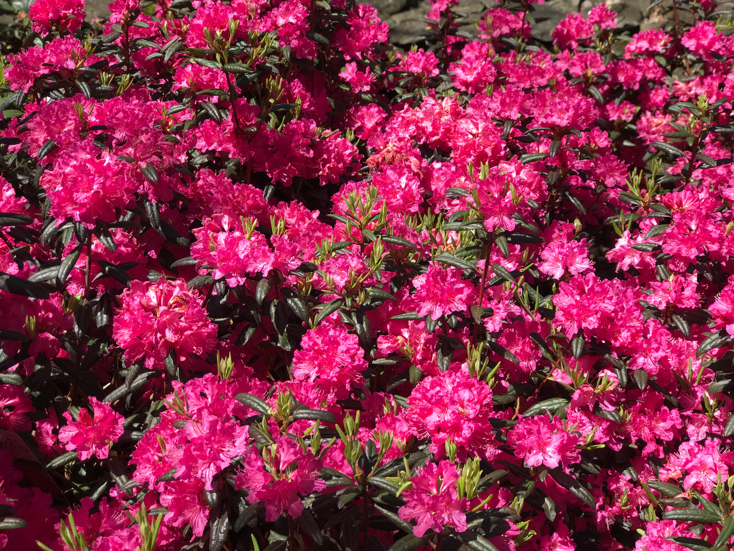 Rhododendron 'PJM Landmark' -