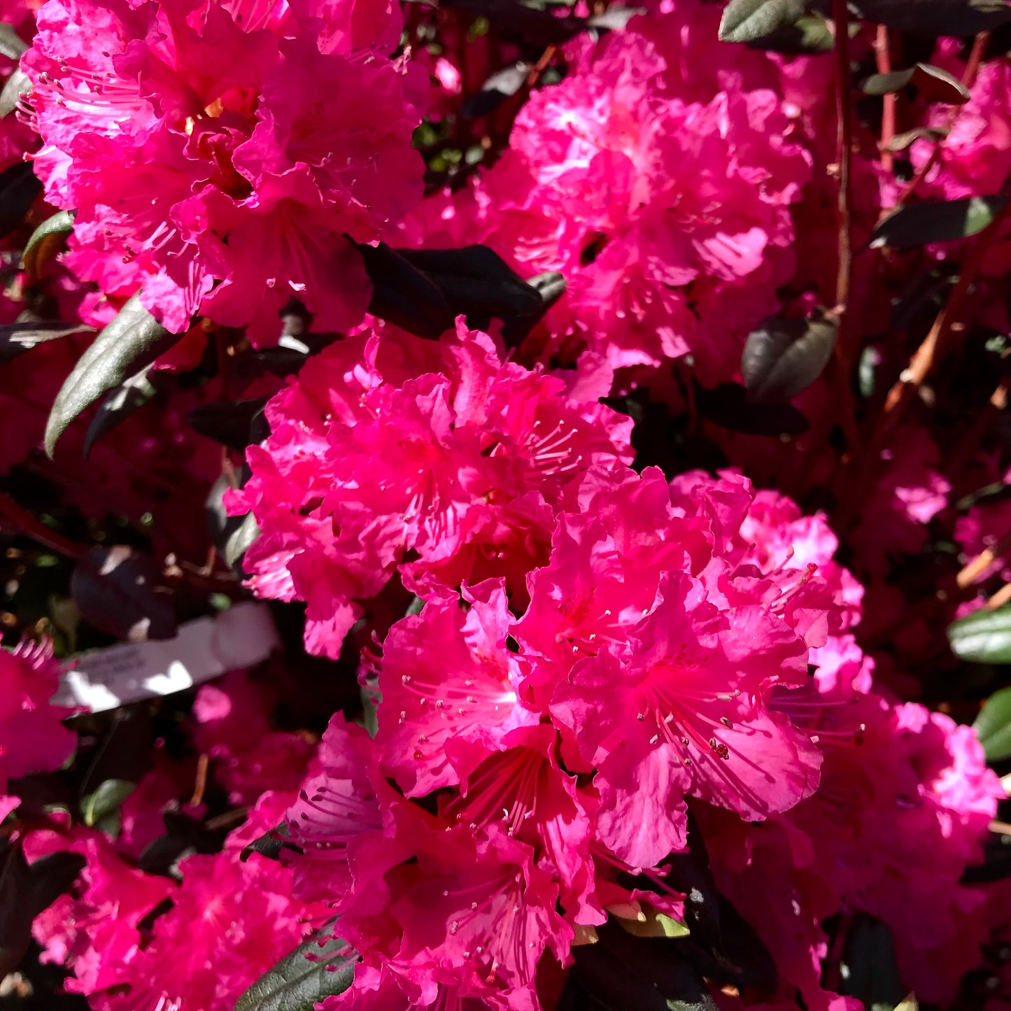 Rhododendron 'PJM Landmark' -
