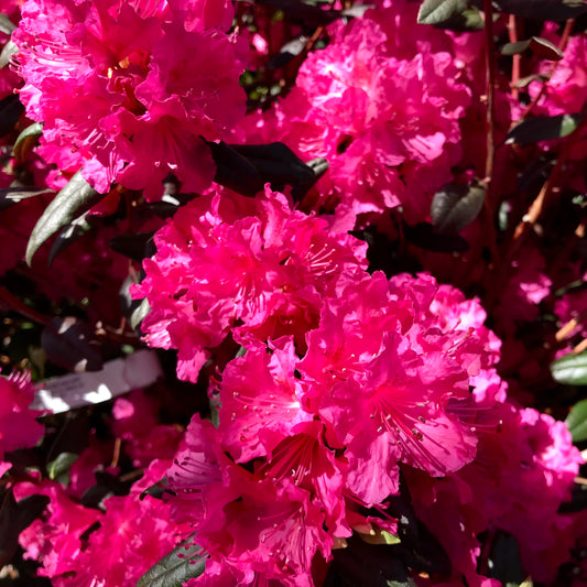 Rhododendron 'PJM Landmark'