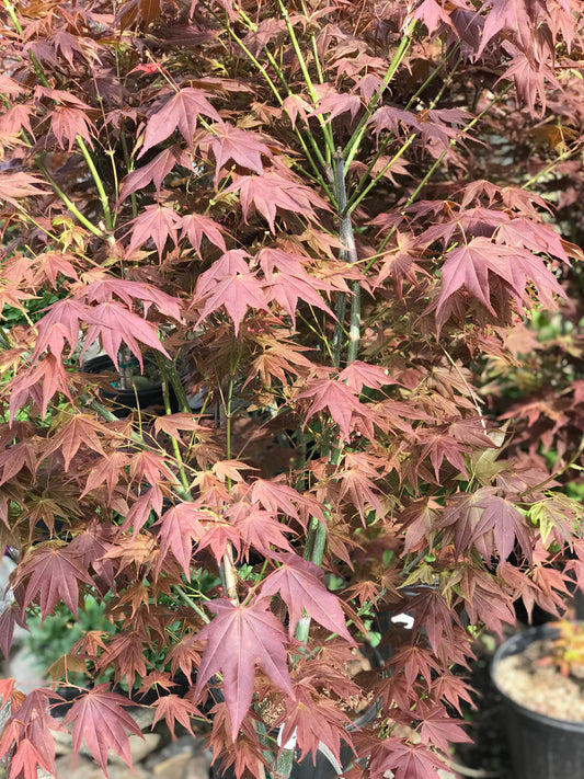 Acer plamatum 'Cider Hill' (Japanese Maple)