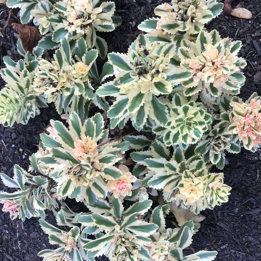 Sedum takesimense 'Atlantis'