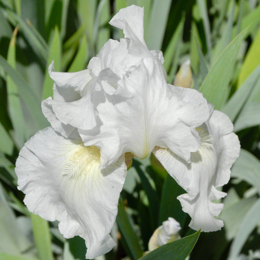 Iris germanica 'Immortality'