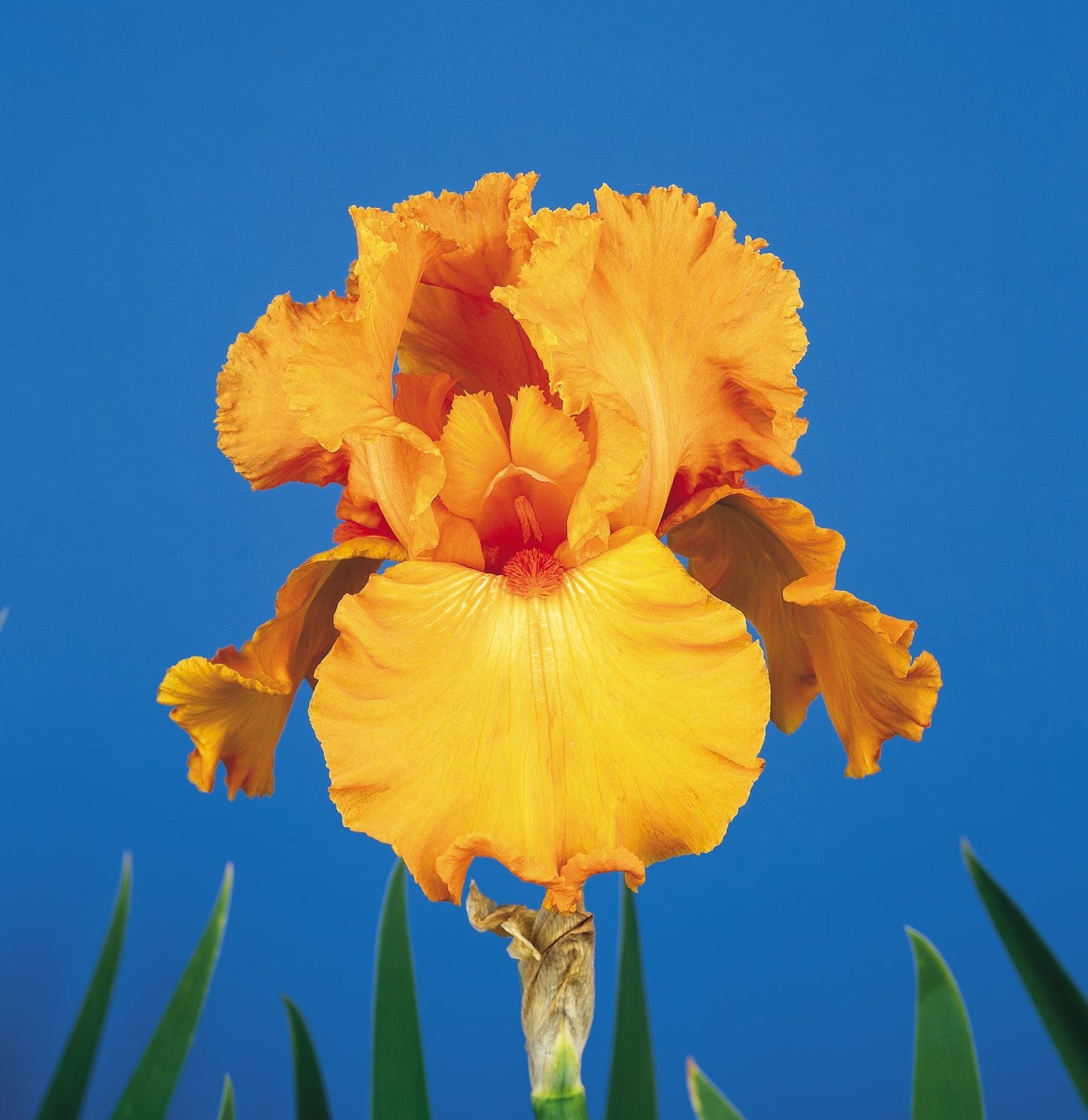 Iris germanica  'Savannah Sunset'