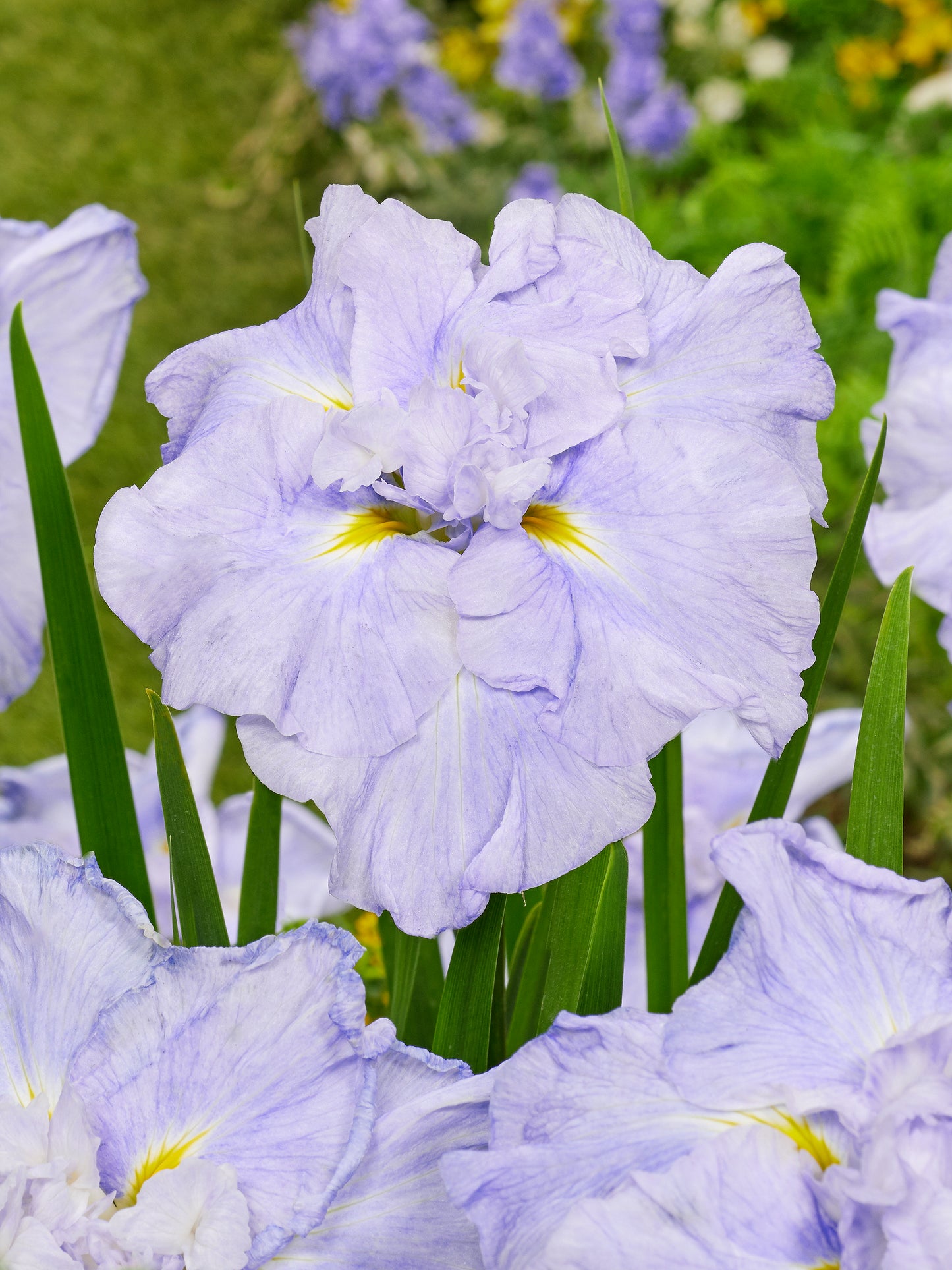 Iris ensata 'Dinnerplate Icecream'
