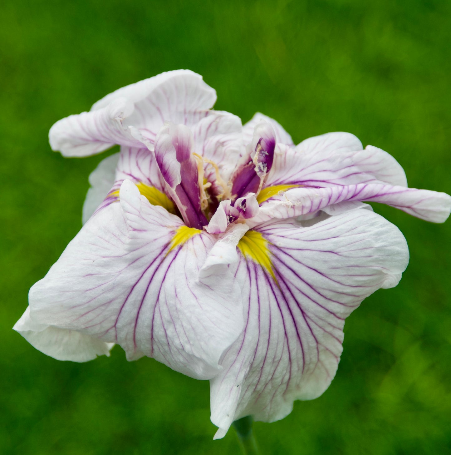 Iris ensata 'Dinner Plate Cupcake'