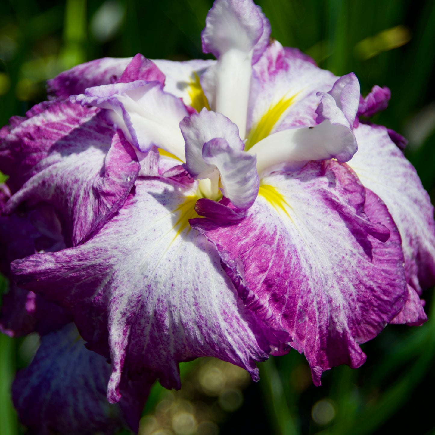 Iris ensata 'Dinner Plate Harlequinesque